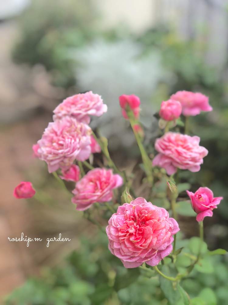 小さな庭の画像 by みわぞぅさん | 小さな庭とマイ・コレクションと薔薇好きと手作りの庭と風景写真とマイガーデンとGS映えと花自慢と鉢植えとナチュラルスタイルとガーデニングと小さな小さな庭と花のある暮らしと薔薇♪とロザリアンとバラを楽しむと咲いた!