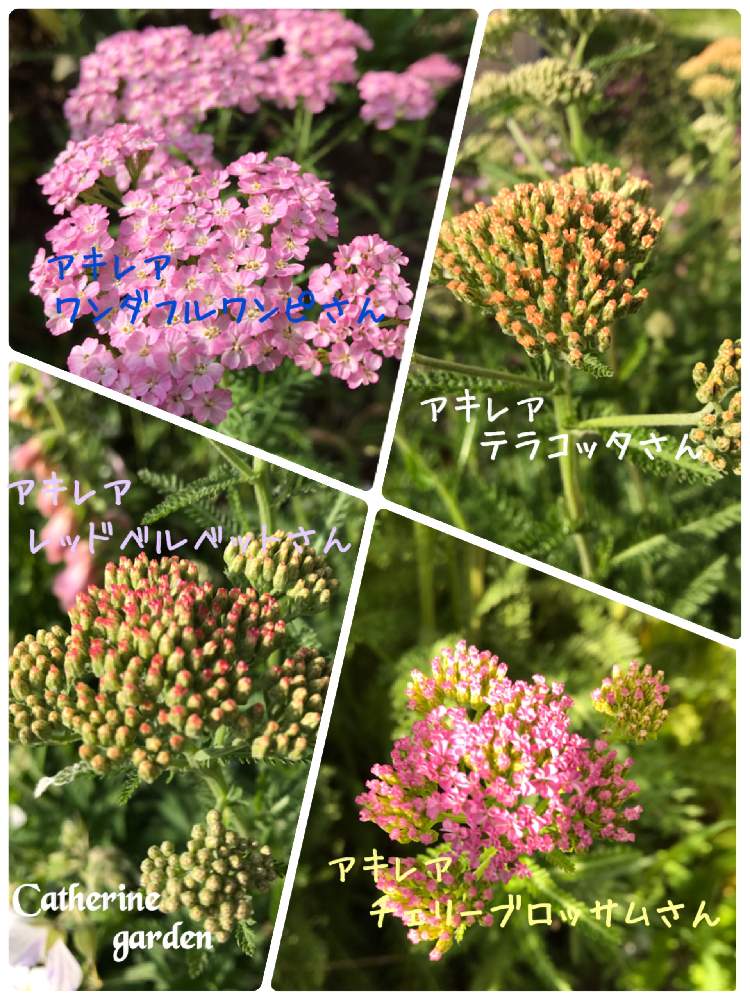小さな庭の画像 by キャサリンさん | 小さな庭と耐寒性宿根草と皆んなで頑張りましょう٩( ᐛ )وと心の支えとお花の成長を見る楽しさとナチュラルガーデンと癒しの空間とガーデニングが心の癒し❤️と地震お見舞い申し上げますと被災地に祈りをと花のある暮らしと大好きなお花さんとお取寄せと花壇のお花さん達とエキナセアさん大好きと可愛いお花さん