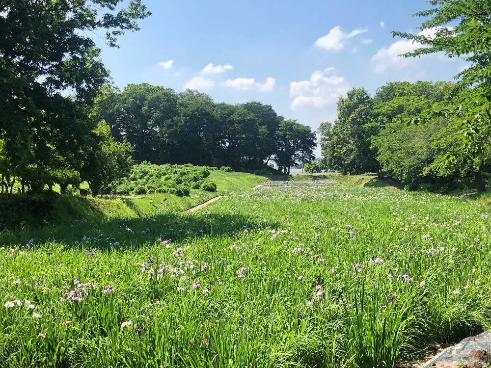 の画像 by 有限会社スリーフラワーさん | ハナショウブと本庄市と前橋市と園芸店とGSのみなさんに感謝♡と今日の一枚と生花と赤堀花しょうぶ園と埼玉県とフラワーアレンジメントと花のある暮らしとフラワーギフトと群馬県とスリーフラワー