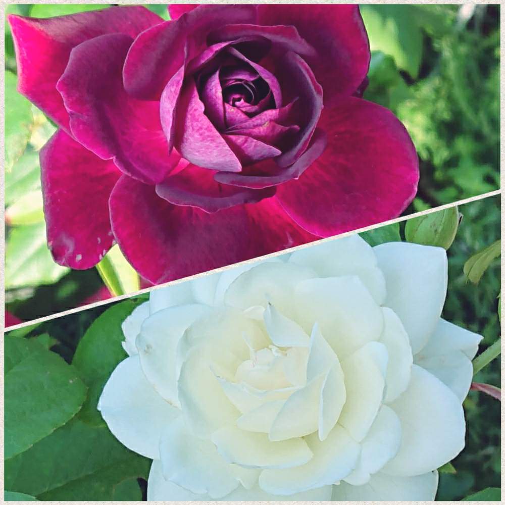 小さな庭の画像 by ヒロリンパさん | 小さな庭とばら バラ 薔薇と薔薇に魅せられてと花壇とお庭を彩るお花・樹木フォトコンとアイスバーグ!と我が家の花壇とバーガンディ・アイスバーグと成長記録と花のある暮らしと薔薇♪とバラ・ミニバラと咲いた!と薔薇の花