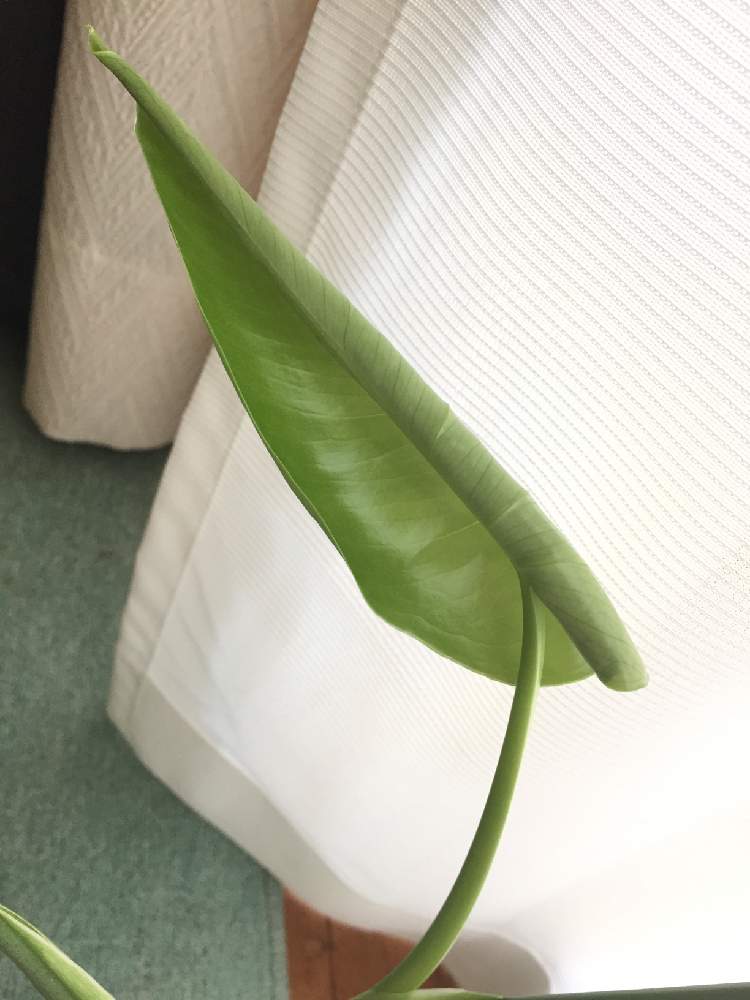 の画像 by カフェモカさん | モンステラとみどりのある暮らしと観葉植物と待ち遠しいと多肉女子と葉っぱの赤ちゃんと花のある暮らし