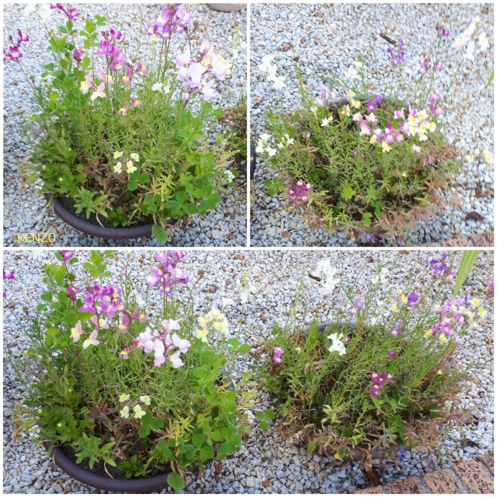 小さな庭の画像 by SENTIMENTAL-BOYさん | 小さな庭と新緑の季節と観葉植物と植物のある暮らしと山野草と植え付けと植物の葉の形とワイルドフラワーの種類と庭のある暮らしと季節の変わり目と鉢植えと花好きと花のある暮らしと春夏秋冬と暮らしの仲間たちと高山植物類と旬の花