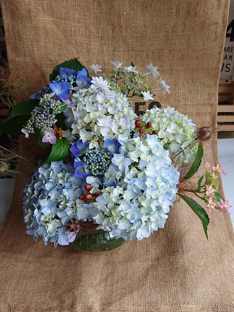 部屋の画像 by yuiyuiさん | 部屋と スモークツリーとニゲラ♪とアジサイ 紫陽花と花のある暮らしとヒペリカム♪