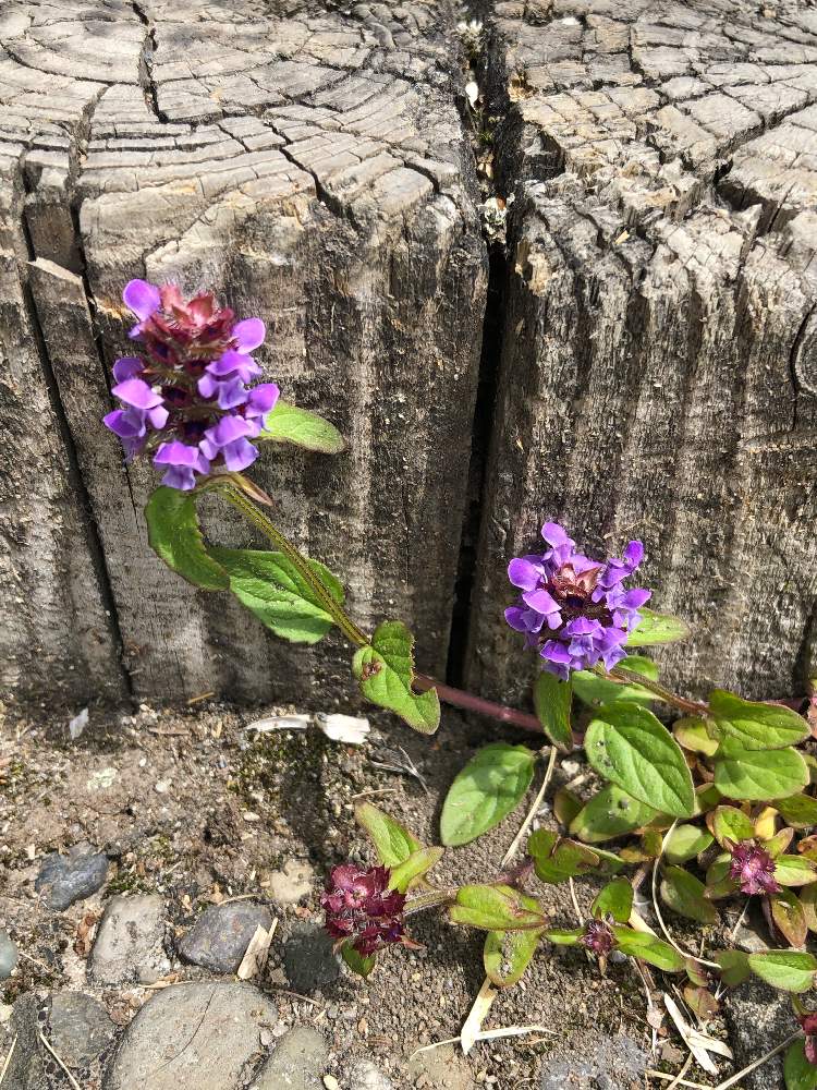 お出かけ先の画像 by まあさん | お出かけ先とウツボグサと北海道とむらさき色と中標津町と山野草とシソ科と多年草とハーブと初心者向け