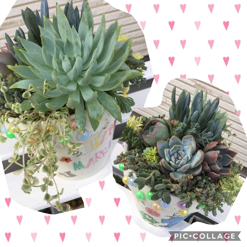 の画像 by yooccoさん | 多肉植物と多肉のある暮らしと植中毒とアトリエnanaと多肉女子とかわいいと多肉寄せ植えと植物欲と多肉初心者とプレゼント用