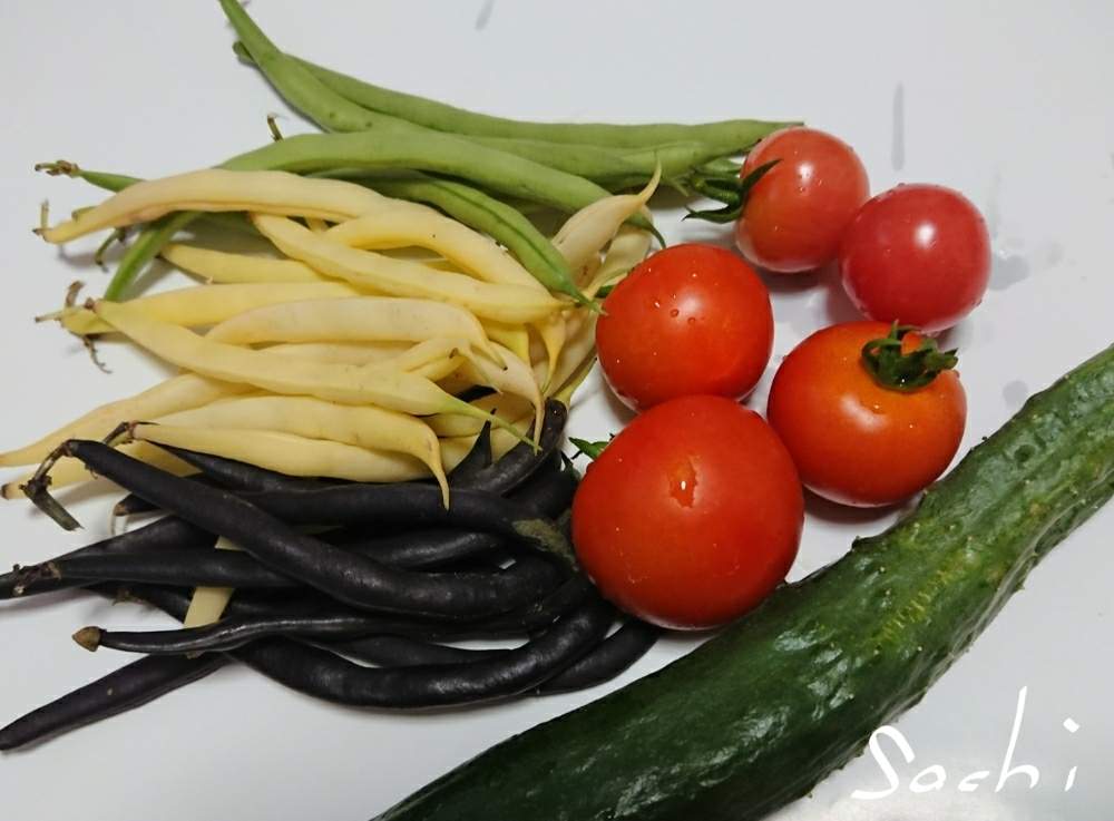 小さな庭の画像 by sachiさん | 小さな庭とキュウリとトマトとインゲンと野菜の花と花のある暮らしと私のお庭と産直