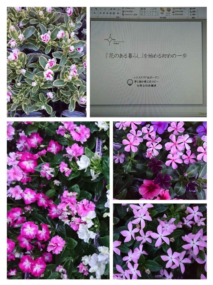 の画像 by 夢と緑を運ぶ店ホピー㈲鈴蘭園さん | 植物のある暮らしと当店お勧めと寄せ植えとGS映えとブリキ鉢と植中毒とガーデニングと花のある暮らしとマリンピアラボ