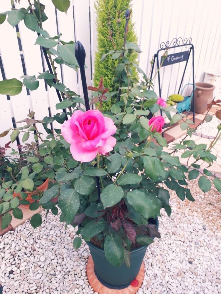 広い庭の画像 by Tomoさん | 広い庭と植中毒と憧れの薔薇とガーデニング初心者と雑貨大好き❤とバラ パレードと花のある暮らしとたくさんの花が咲く庭にしたい。とチーム福岡と小花が好き