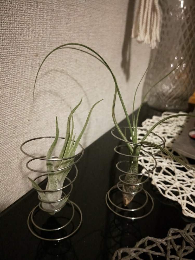 インテリアの画像 by tamiさん | インテリアとカプトメデューサとブッツィーと多肉植物とエアプランツ チランジアと観葉植物と多肉女子とエアプランツ