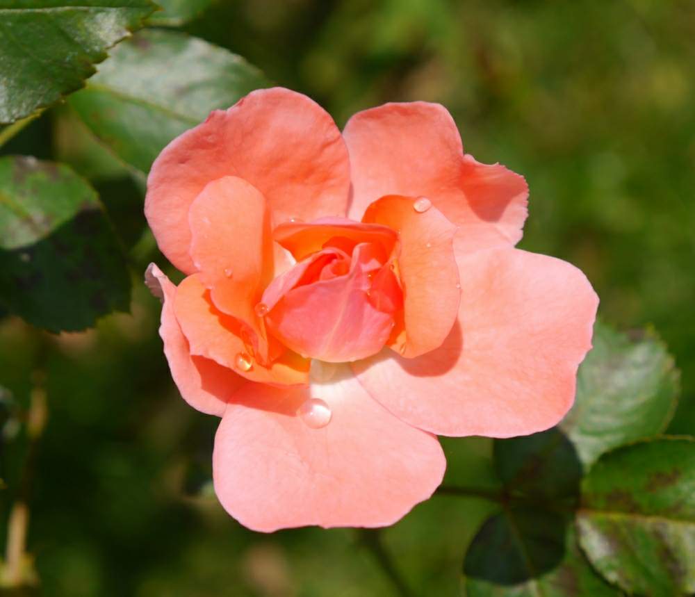 小さな庭の画像 by lucky514さん | 小さな庭と庭の花とGS映えとGS日和とジャルダンドゥフランス 薔薇と鉢植えと自宅の庭と花のある暮らしと6月