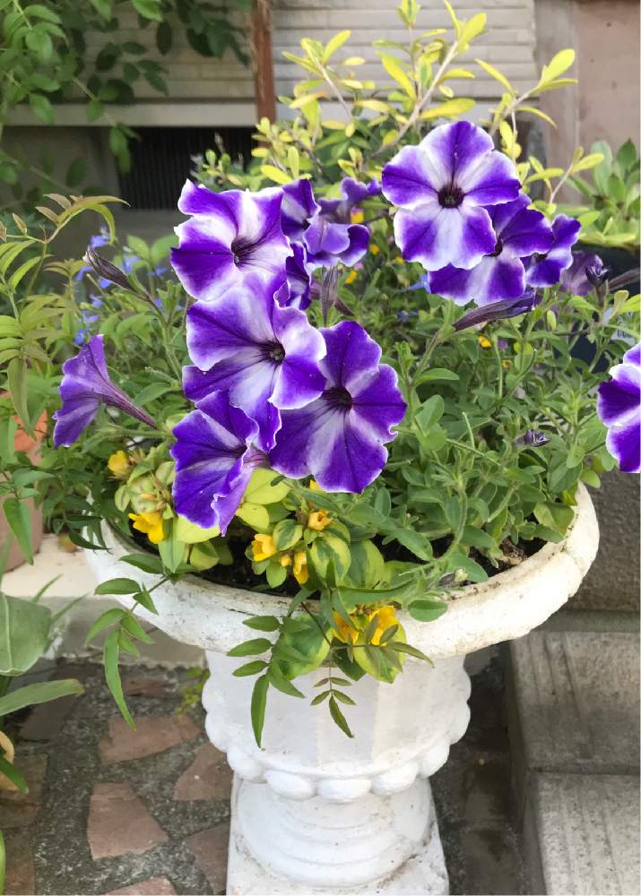 小さな庭の画像 by ブラックベリーさん | 小さな庭と寄せ植えと『ペチュニア』フォトコンテストとリシマキアリッシー⚪とペチュニア☆と花のある暮らしと コロキア