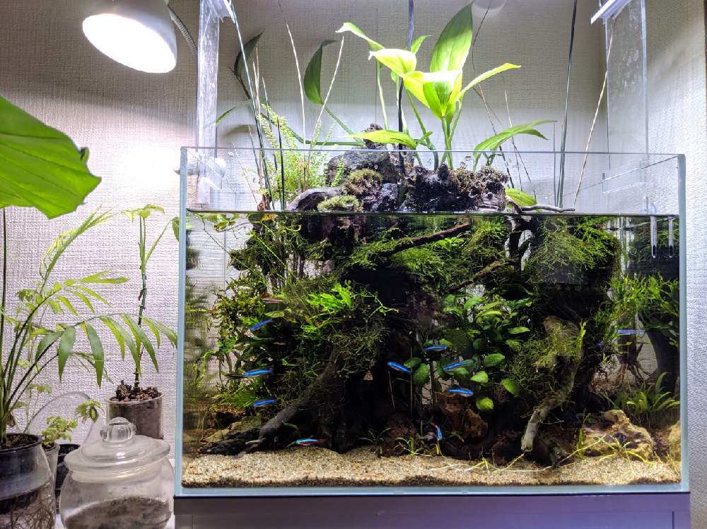 部屋の画像 by ふなっこさんさん | 部屋と田砂と金山家と45センチ メンタル ジャ〜ニ〜♫とニルバーナと水生植物とギタリストと千種区とさまぁ〜ずとサウンドガーデンとおっさんと血液型B型