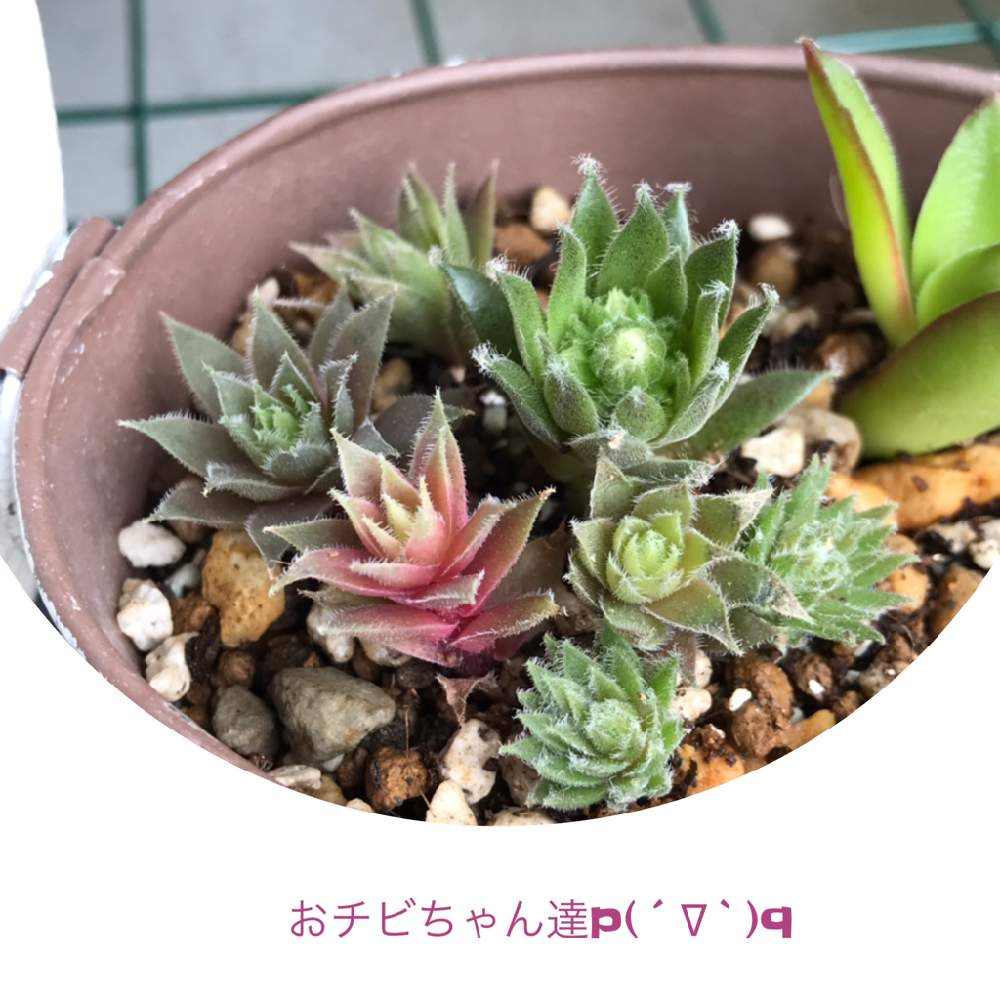 玄関の画像 by Hitomi(*´∇︎`*)さん | 玄関とセンベルビウムと可愛いなと成長が嬉しいと癒してくれてありがとう