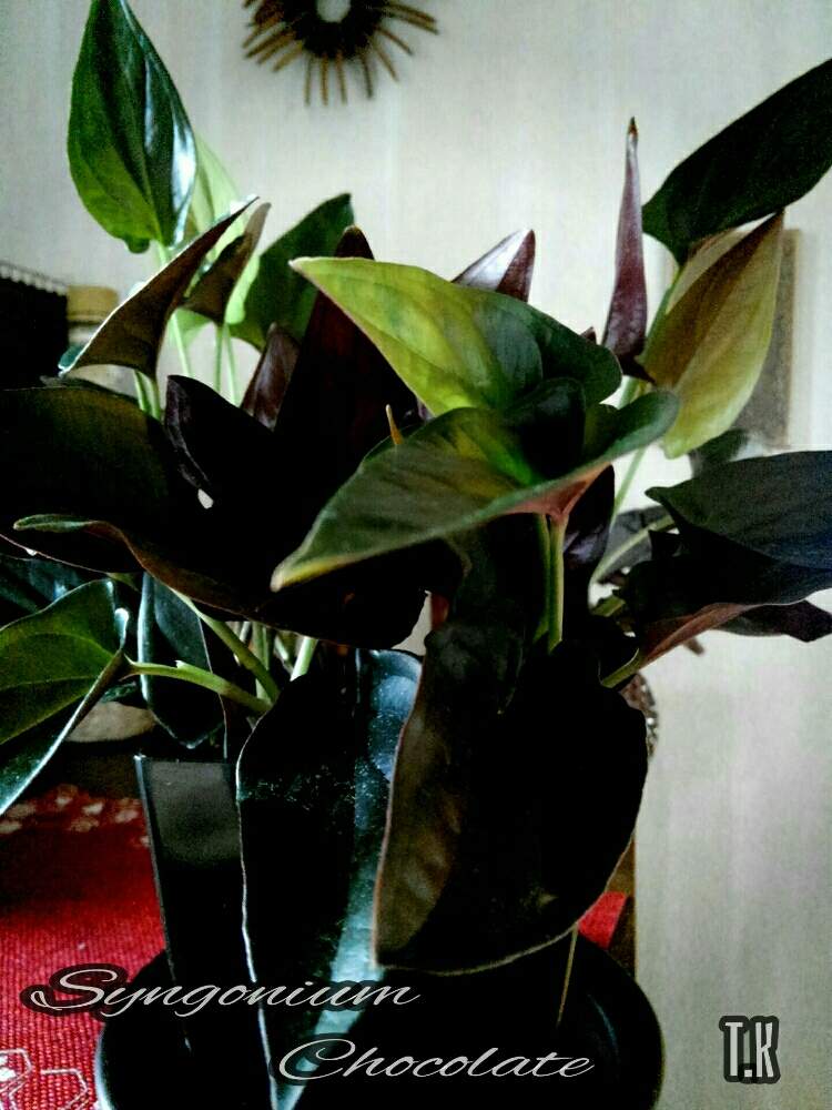 玄関の画像 by T.Kさん | 玄関と観葉植物を楽しむと観葉植物と植物男子と シンゴニュームとシンゴニュームチョコレートと玄関アプローチと玄関ディスプレイとリベンジ