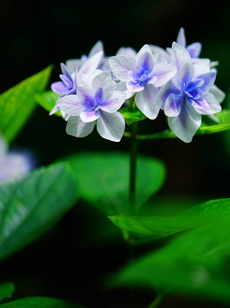 お出かけ先の画像 by solaさん | お出かけ先と紫陽花とお写んぽとカメラアソビとGS映えとGS日和と島根県と紫陽花 アジサイ あじさいと植中毒と由志園としろいろと『あじさい2019』フォトコンテストと花のある暮らしとみどりいろと梅雨のいろとあおいろ