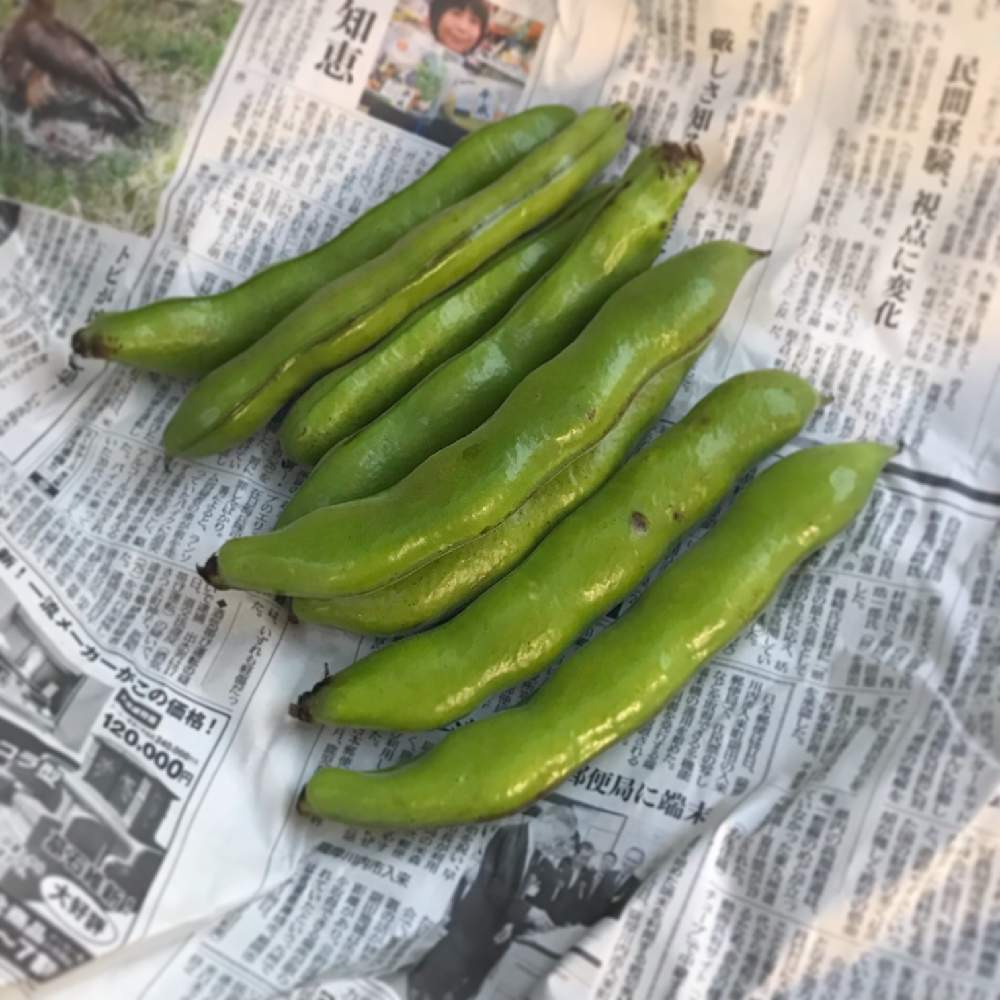 キッチンの画像 by Kay_Tmgsk(K's Farm)さん | キッチンとそら豆と収穫物と家庭菜園と緑黄色野菜と今日の一枚と京都と自家製野菜と無農薬有機栽培と春野菜と有機栽培