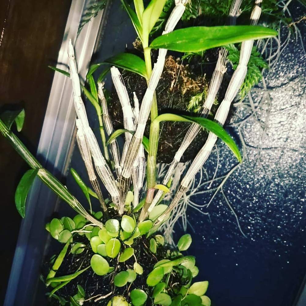 窓辺の画像 by KELO-GUさん | 窓辺と着生植物とみどりのある暮らしと観葉植物と植物のある暮らしとGS映えと植中毒と着生シダとシダはいいぞとダバリア・ラビットフットとシダ植物と珍奇植物と石斛とT.ウスネオイデスとマメヅタ❤︎とエアープランツ/チランジア