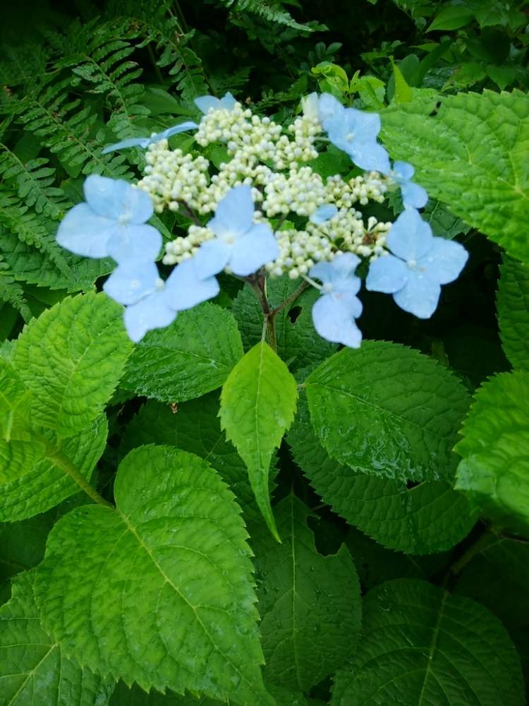畑の画像 by ♧マユミ♧さん | 畑と山紫陽花と山紫陽花♡と『あじさい2019』フォトコンテスト