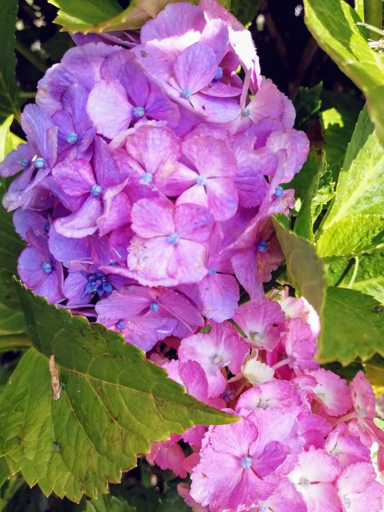 小さな庭の画像 by はなさん | 小さな庭と紫陽花と紫陽花 あじさい アジサイと庭に咲く花と紫陽花 アジサイ あじさいと『あじさい2019』フォトコンテストと花のある暮らしと携帯カメラ