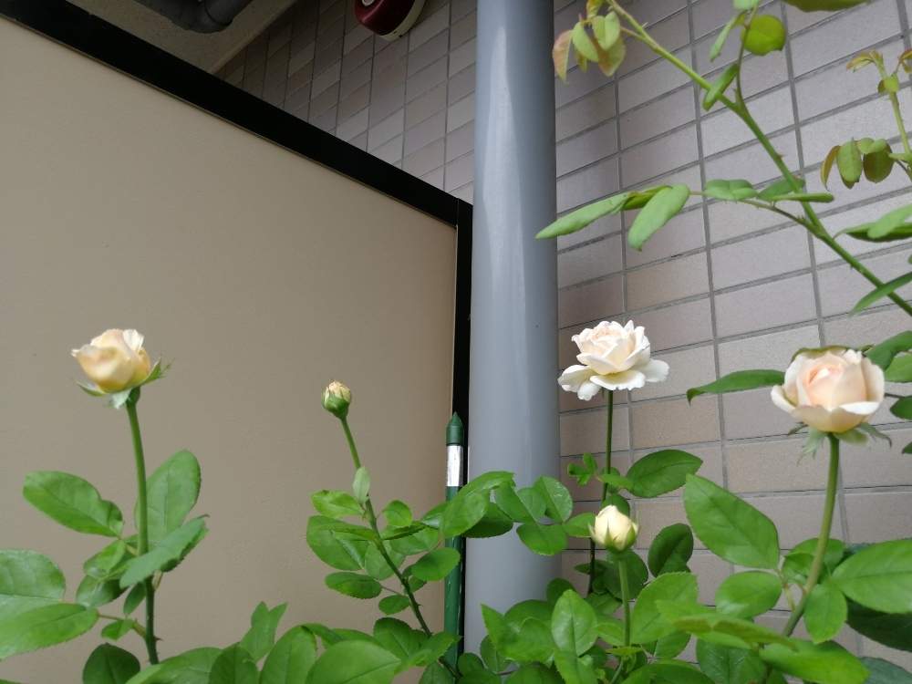 バルコニー/ベランダの画像 by rikoさん | バルコニー/ベランダと薔薇 ザレディガーデナーと雨に輝くと薔薇沼とバラが好きと花のある暮らしとバラに囲まれてと薔薇♪とバラ・ミニバラとバルコニスト