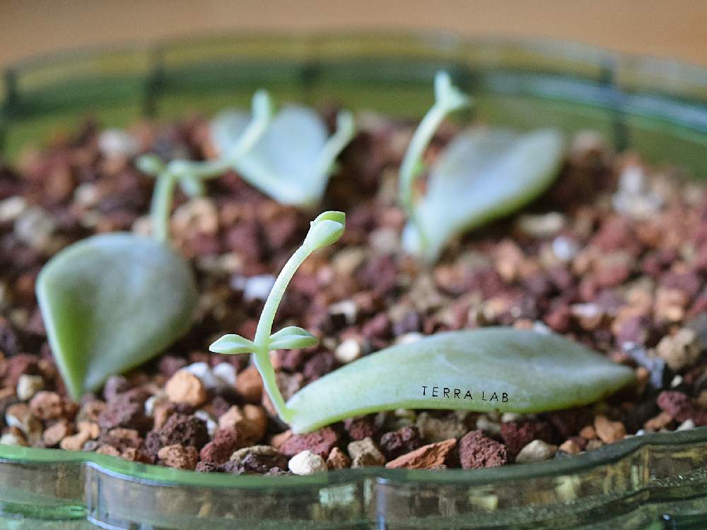 部屋の画像 by TERRA LABさん | 部屋と植物のある暮らしとグリーンのある暮らしとグリーンインテリアとTERRALABと桐生市と多肉女子とテララボと群馬県とグリーン