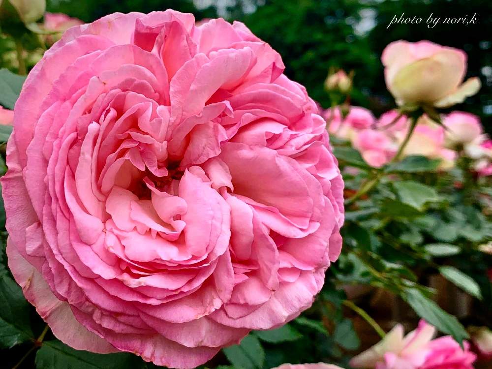 お出かけ先の画像 by nori,kさん | お出かけ先とピエールドゥロンサールとバラ園とばら バラ 薔薇とカインズバラコンテスト2019とバラ・ピエールドゥロンサールと季節の花と神代植物公園と花のある暮らしとふんわり優しい色とGREEN UP!
