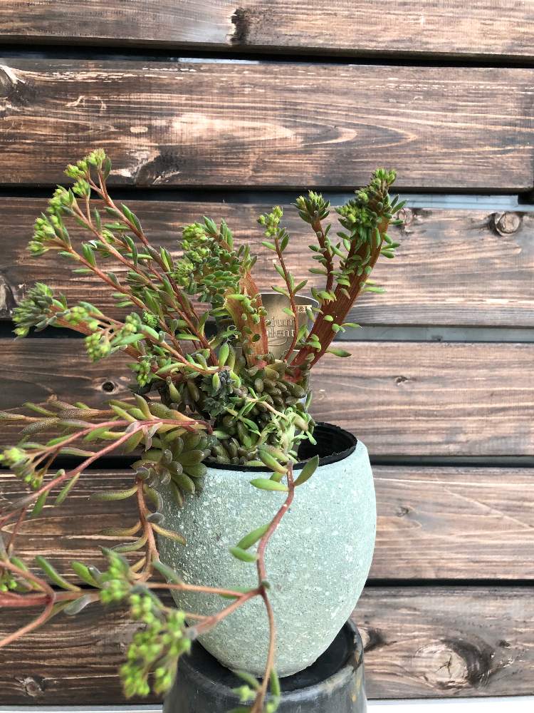 窓辺の画像 by Green&Flower Studio Li-anさん | 窓辺と多肉植物とスマロ☆とスマロ→綴化スマロと多肉植物の花と花のある暮らし