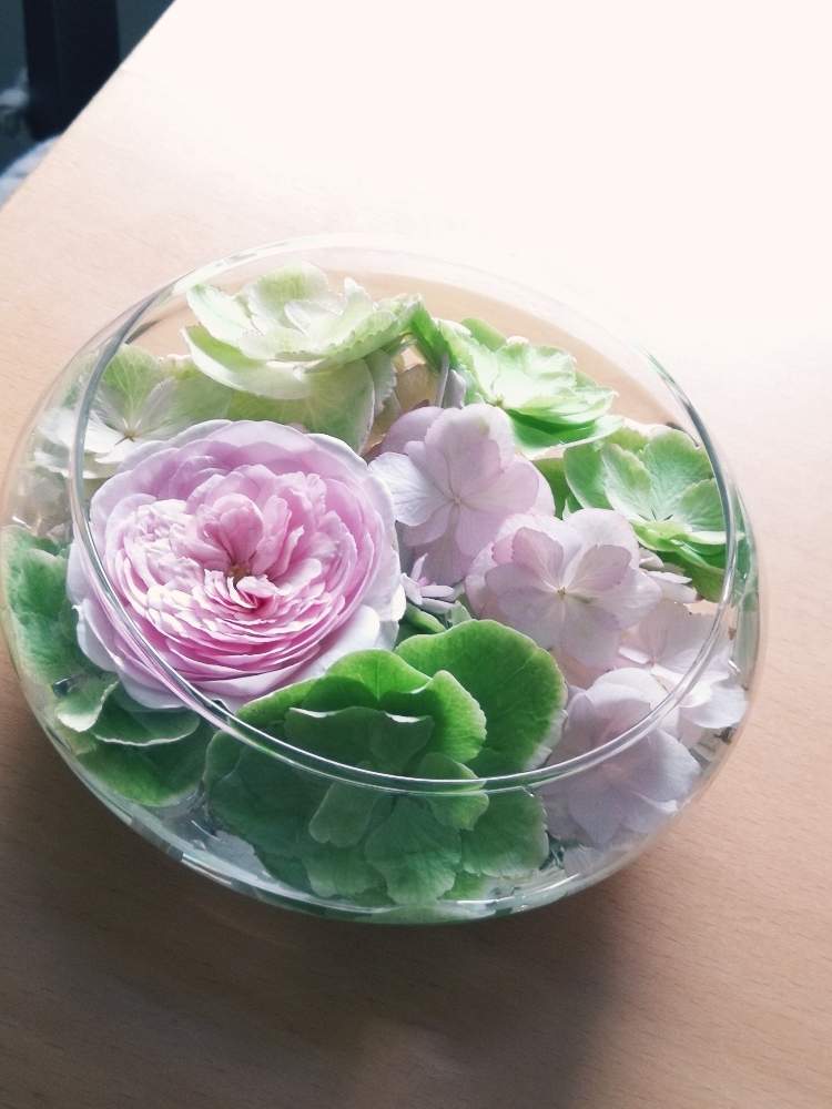 デスクの画像 by rikoさん | デスクとバラ オリビアローズオースチンと紫陽花 ケイコと薔薇沼とバラが好きと花のある暮らしとバラに囲まれてと薔薇♪とバラ・ミニバラ