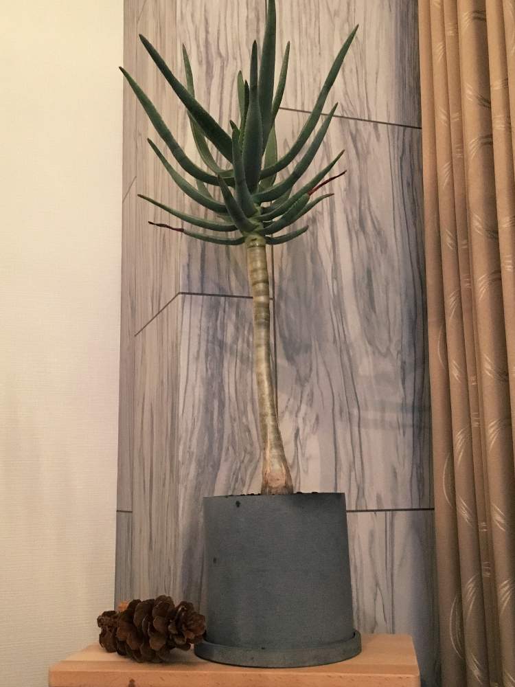 部屋の画像 by ナッシーさん | 部屋とアロエ ディコトマとコーデックスと植中毒とアロエ・ディコトマと塊根植物と信楽焼