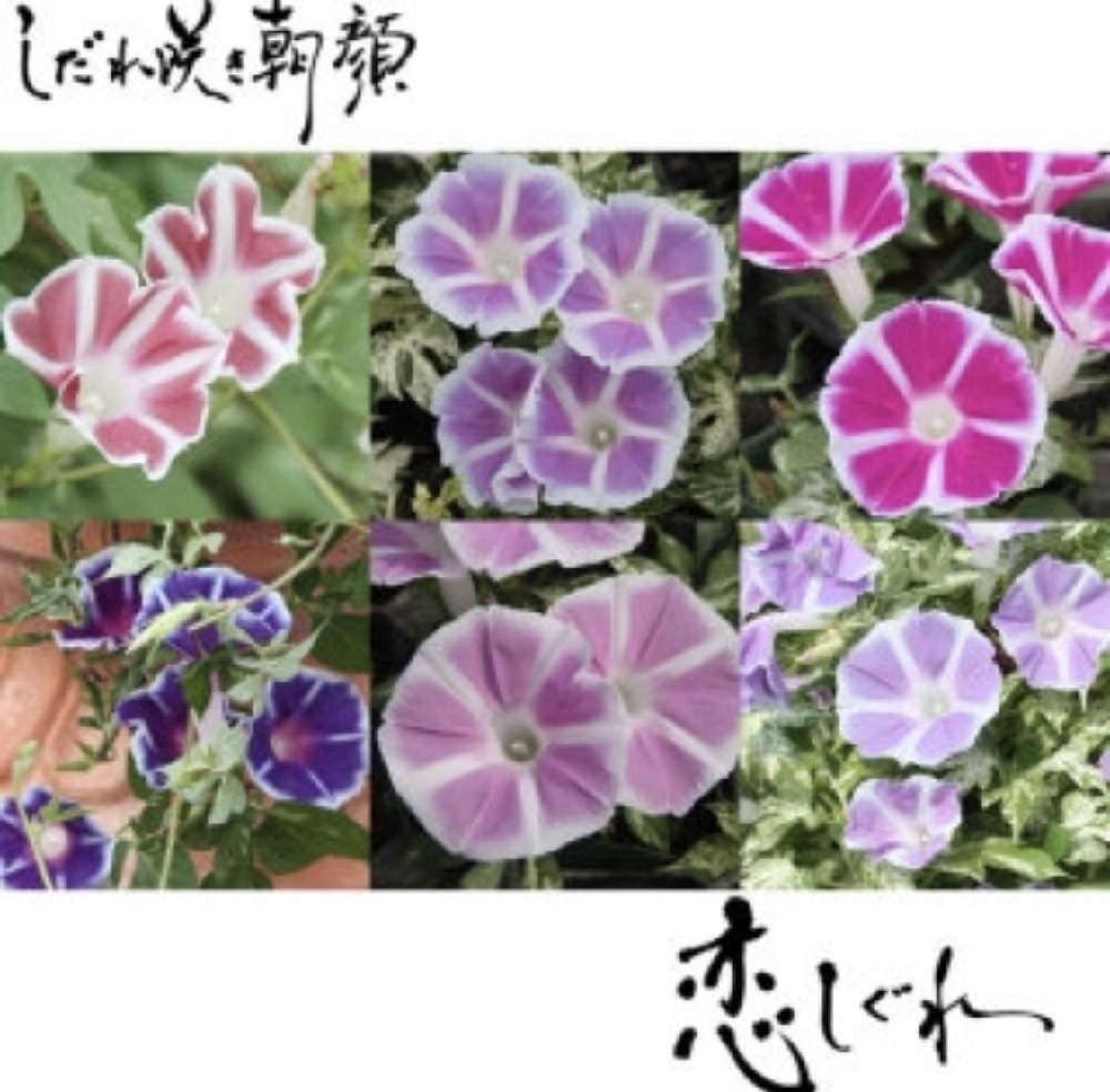 小さな庭の画像 by 花時計さん | 小さな庭とちょことろーずとらべんだーとすかいぶるーとばいおれっとぶるーと『ピンク』と一年草と花のある暮らし