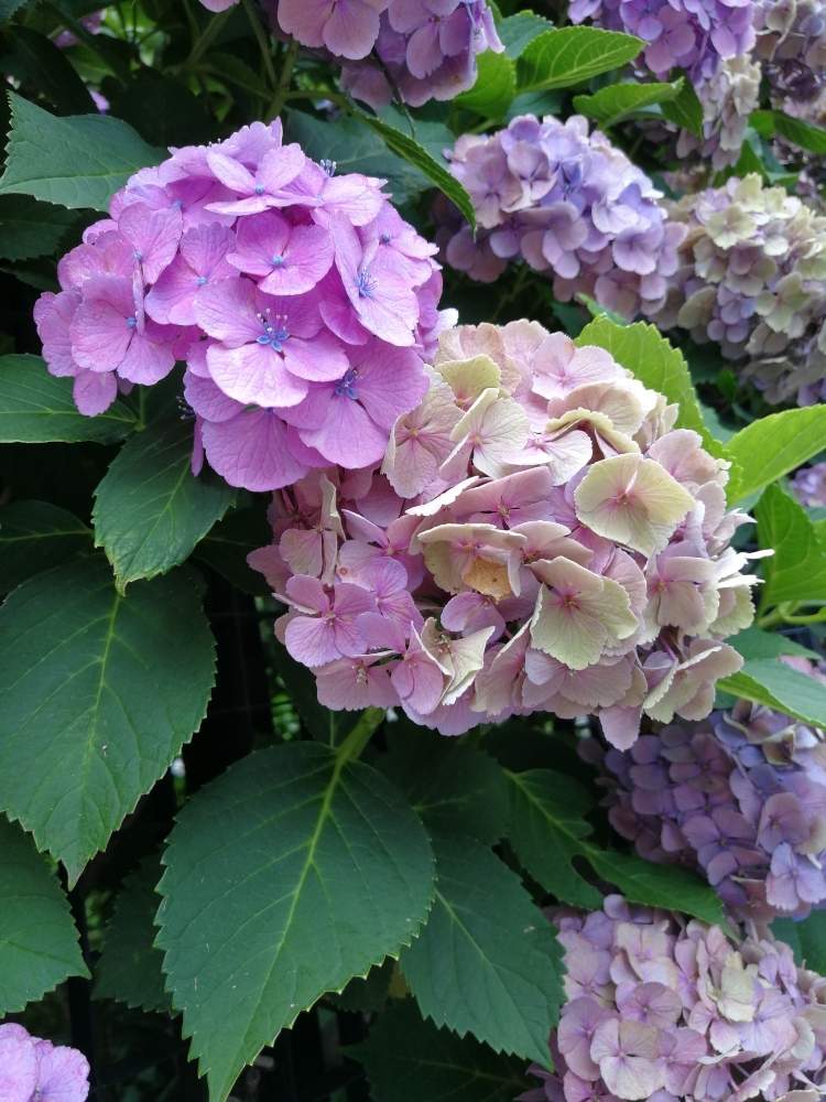 お出かけ先の画像 by rikoさん | お出かけ先とアジサイ 紫陽花と紫陽花 アジサイ あじさいと花のある暮らしと紫陽花が好き♡