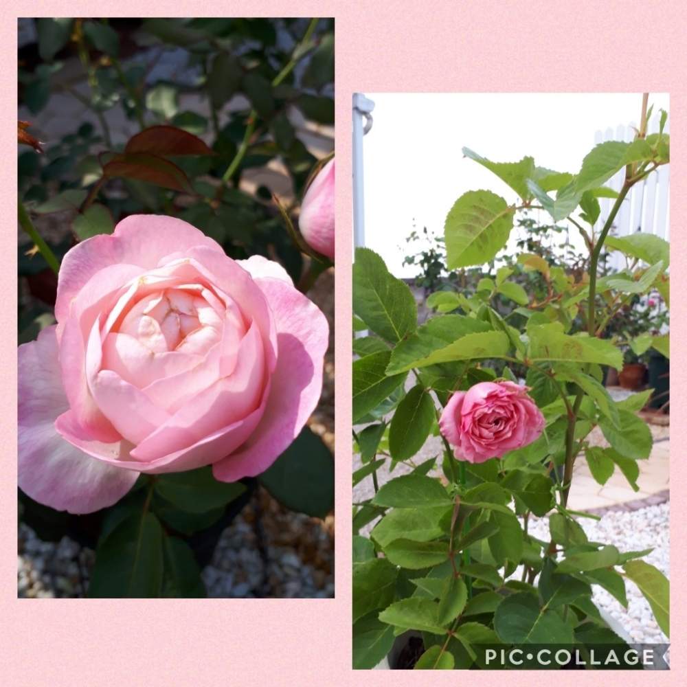 広い庭の画像 by Tomoさん | 広い庭とピンク❤︎ピンクと植中毒と相談と憧れの薔薇とガーデニング初心者と雑貨大好き❤と花のある暮らしとたくさんの花が咲く庭にしたい。といいね♥ありがとうございます✨とチーム福岡