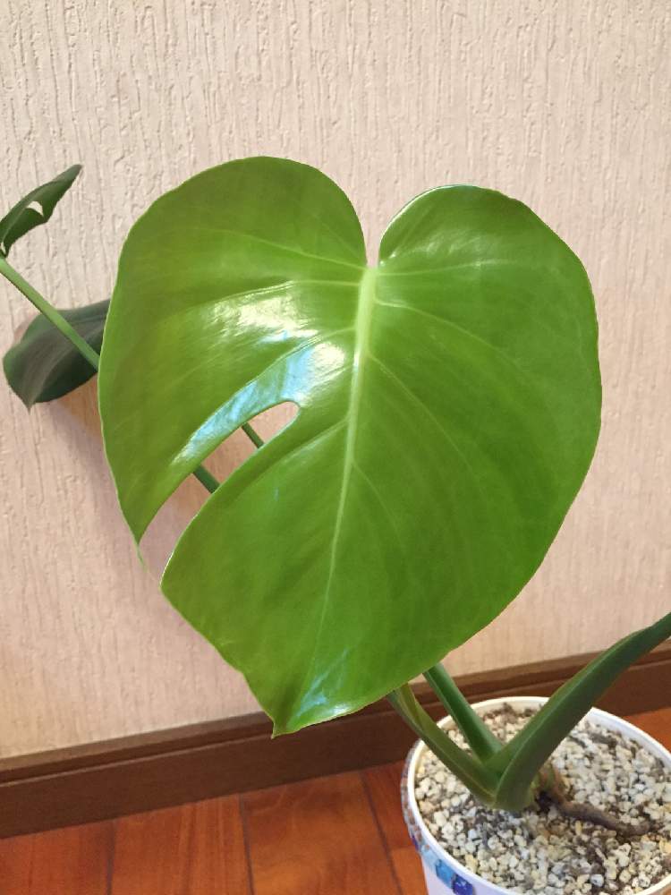 の画像 by カフェモカさん | モンステラとみどりのある暮らしと観葉植物と待ち遠しいと多肉女子と葉っぱの赤ちゃんと花のある暮らし