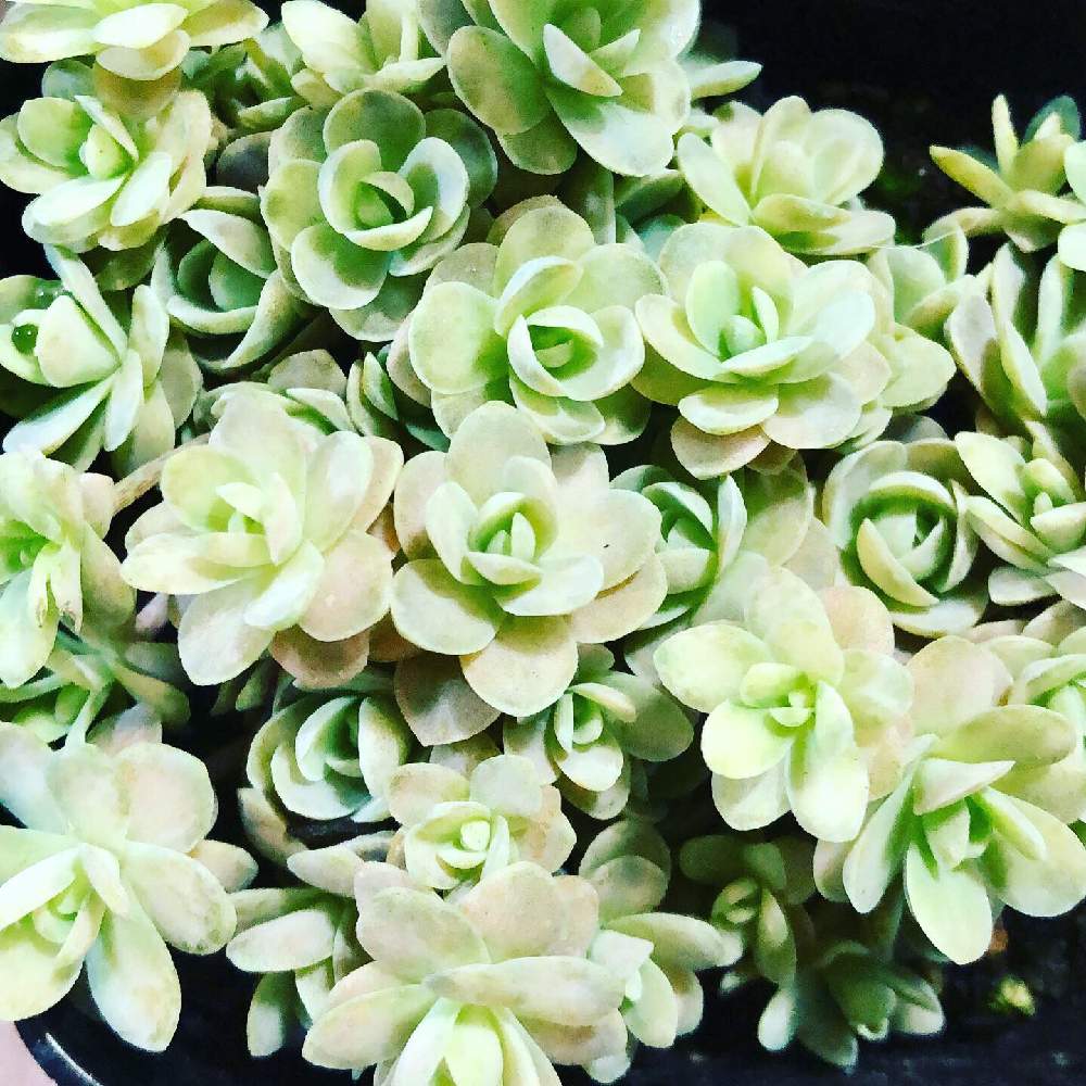 の画像 by mamisukeさん | #子持ち蓮華 と多肉植物と植欲旺盛と植中毒とNo多肉,No Life.とかわいいな♡と29の日と多肉初心者