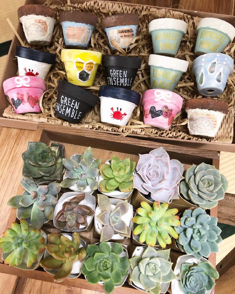 和室の画像 by Misakiさん | 和室と乙女心とリラシナと多肉植物とSucculentgardenMisakiと多肉大好きと市原市とイベントとお誘いと多肉植物寄せ植えとイベント出店と多肉ワークショップとお知らせとリメ鉢と多肉女子とハンドメイドと多肉植物アレンジメントインストラクターとグリーンアンサンブルとかわいいな♡と千葉タニラーとワークショップ と多肉寄せ植えワークショップとちまちま寄せ