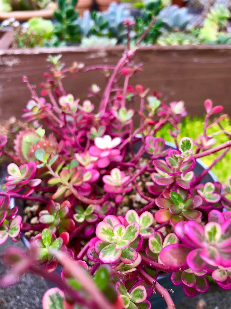 小さな庭の画像 by みどりんさん | 小さな庭と多肉植物とWEEKEND FLOWERとイッタラとGS映えとGS日和と植中毒と今日のお花とエケベリア女子と多肉女子とGreenSnapmarcheとイヌとグリーンと花のある暮らしとGREEN UP!とアウトドアリビングと多肉かご寄せとバルコニスト