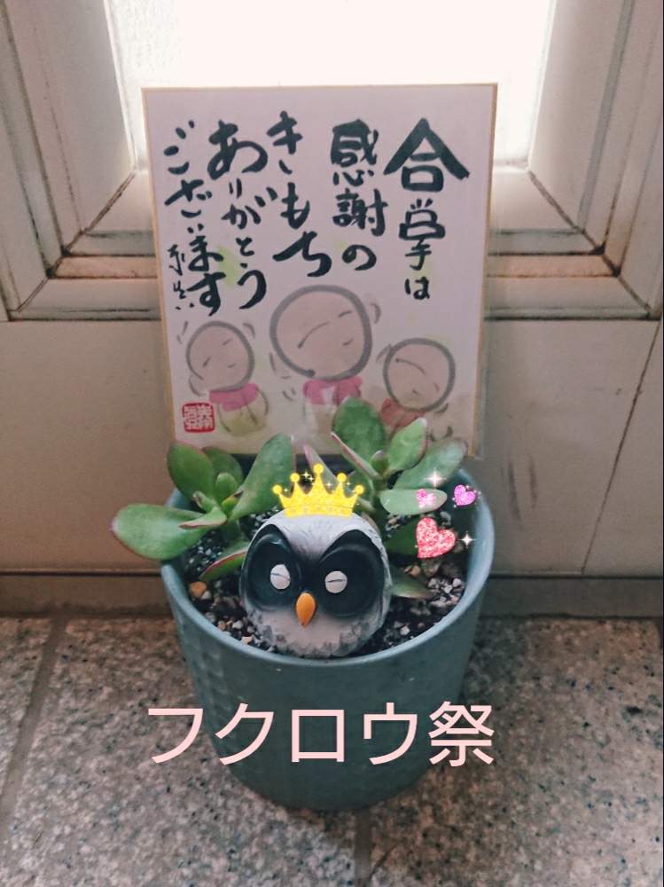 玄関の画像 by まゆゆさん | 玄関と黄金花月と多肉植物と幸せを呼ぶフクロウ祭りとバラと夢CLUBと多肉女子と小さな喜びと❤️いいね、ありがとうと私の生き甲斐と私の幸せと花のある暮らしと繋がりに感謝✨とフクロウ祭と癒しのひと時