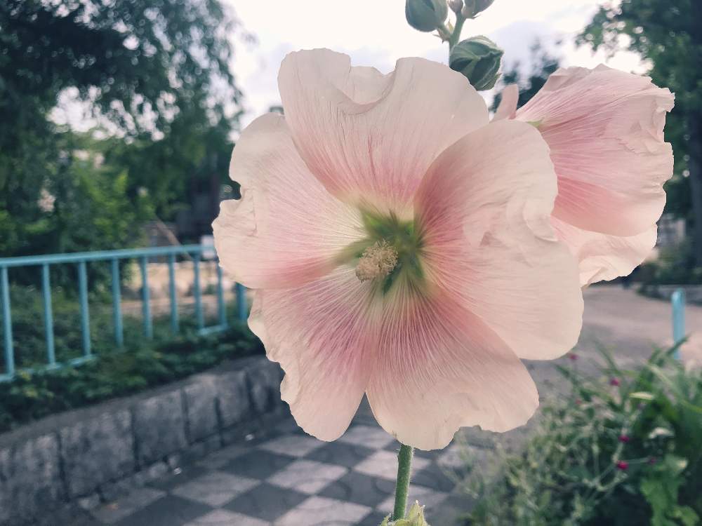 お出かけ先の画像 by ポローさん | お出かけ先とタチアオイとピンクの花とやっぱり花が好き♡と歩道