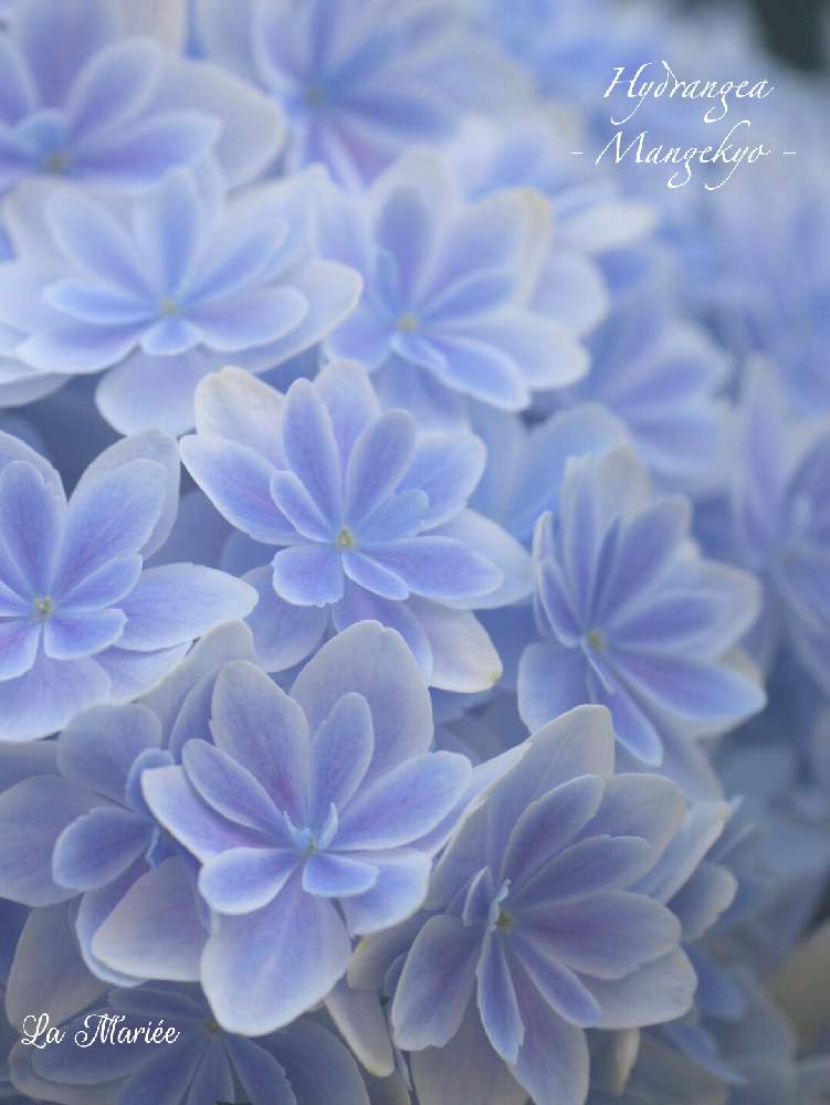 テラスの画像 by La Mariéeさん | テラスとアジサイと万華鏡と紫陽花万華鏡と植物のある暮らしとボタニカルライフとグリーンのある暮らしとナチュラルガーデンと紫陽花 アジサイ あじさいとナチュラルスタイルと『あじさい2019』フォトコンテストとブルーの紫陽花とガーデニングと花のある暮らし