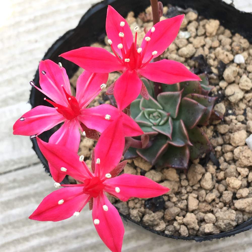 の画像 by 多肉植物専門店 RuPo“ルポ”さん | 令和最初の植物とベルムのお花とRUPOと和歌山とベルム 多肉と多肉女子とGreenSnapmarcheと花のある暮らしとルポとRUPOさんの多肉と家庭菜園奮闘日記とGREEN UP!と下和佐
