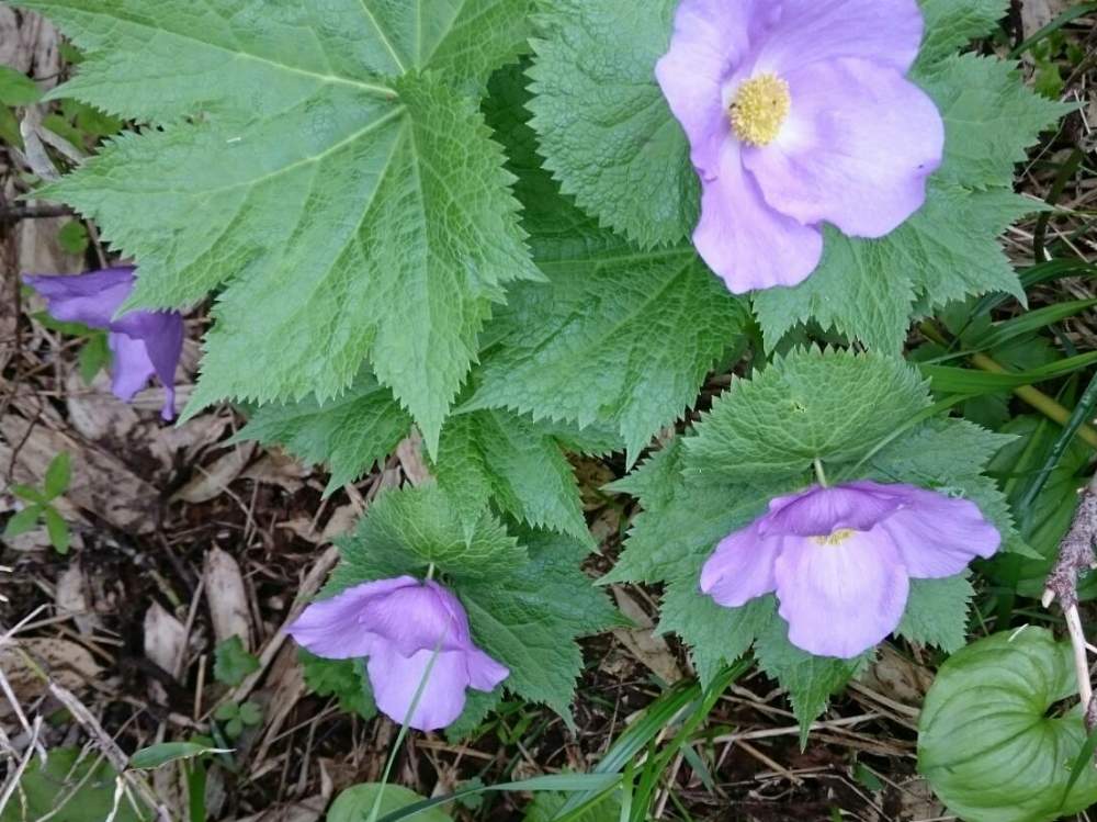 の画像 by ミエコさん | シラネアオイと山野草と北の大地北海道と青・紫系と花のある暮らしと頑張れ♡えっこ