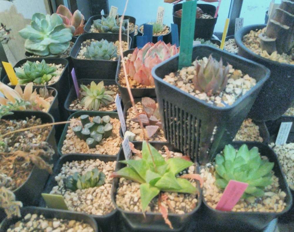 窓辺の画像 by I.P.G.C.(byシェスター)さん | 窓辺と挿し芽と室内温室と株分けと植え替えと移植とFGO-600S(温室)と窓際とLED栽培