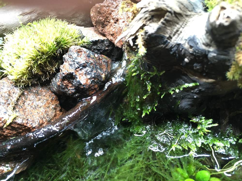 部屋の画像 by ふなっこさんさん | 部屋と金山家と45センチ メンタル ジャ〜ニ〜♫とニルバーナと水生植物とギタリストと千種区とさまぁ〜ずとサウンドガーデンとおっさんと血液型B型とアクアテラリウム