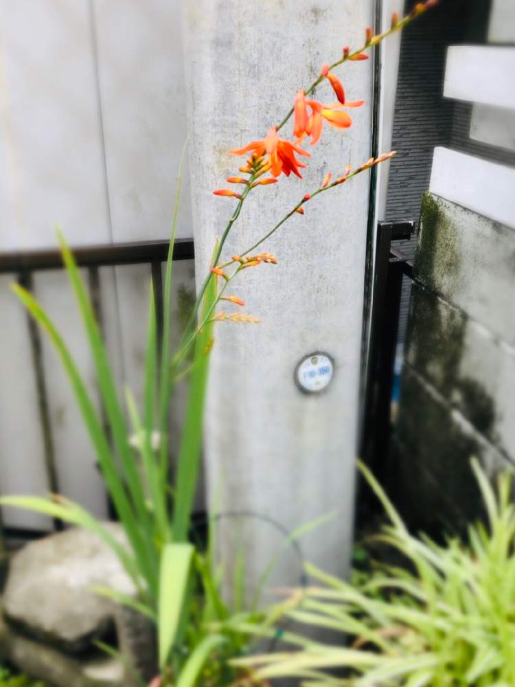 広い庭の画像 by 松 祐さん | 広い庭とヒメオウギスイセンと今日の一枚と今日のお花とお持ち帰りと成長記録とガーデニングと花のある暮らしと咲いた!