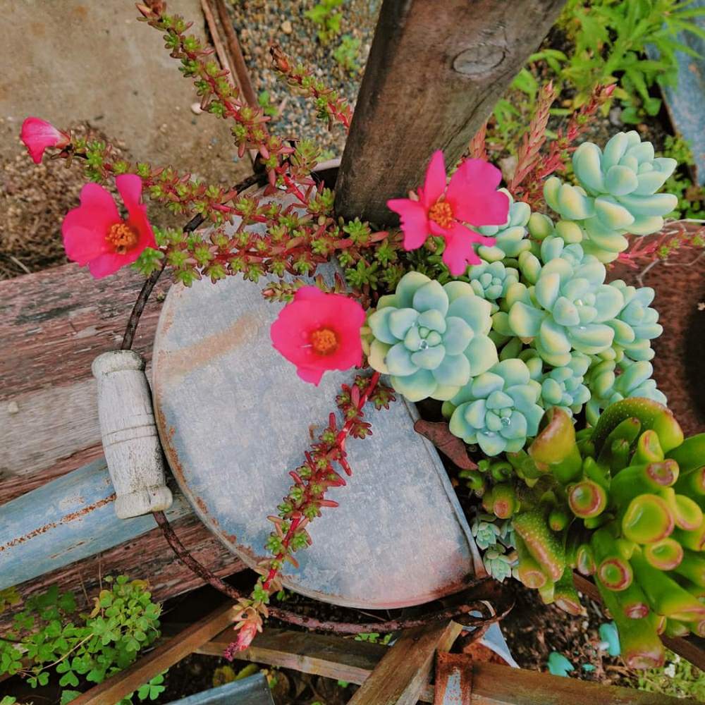 広い庭の画像 by smilehappynaturalさん | 広い庭とセダム属と多肉植物とピンキー✧と北部九州多肉の会とお庭を彩るお花・樹木フォトコンとGS映えとナチュラルガーデンとGS日和とno green no lifeとゴーラム☆と緑のある暮らしとnaturalgardenと多肉好きな人と繋がりたいと多肉女子と庭のある暮らしとF29会とタニラーとjunkgardenとガーデニングと花のある暮らしと多肉寄せ植え