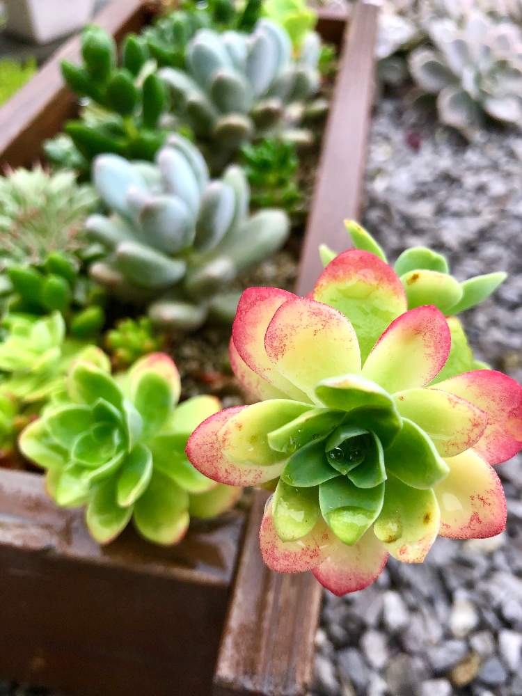 小さな庭の画像 by みどりんさん | 小さな庭と多肉植物とWEEKEND FLOWERとイッタラとGS映えとGS日和と植中毒と今日のお花とエケベリア女子と多肉女子とタニラーとGreenSnapmarcheとイヌとグリーンと花のある暮らしとGREEN UP!とアウトドアリビングと多肉かご寄せとバルコニスト
