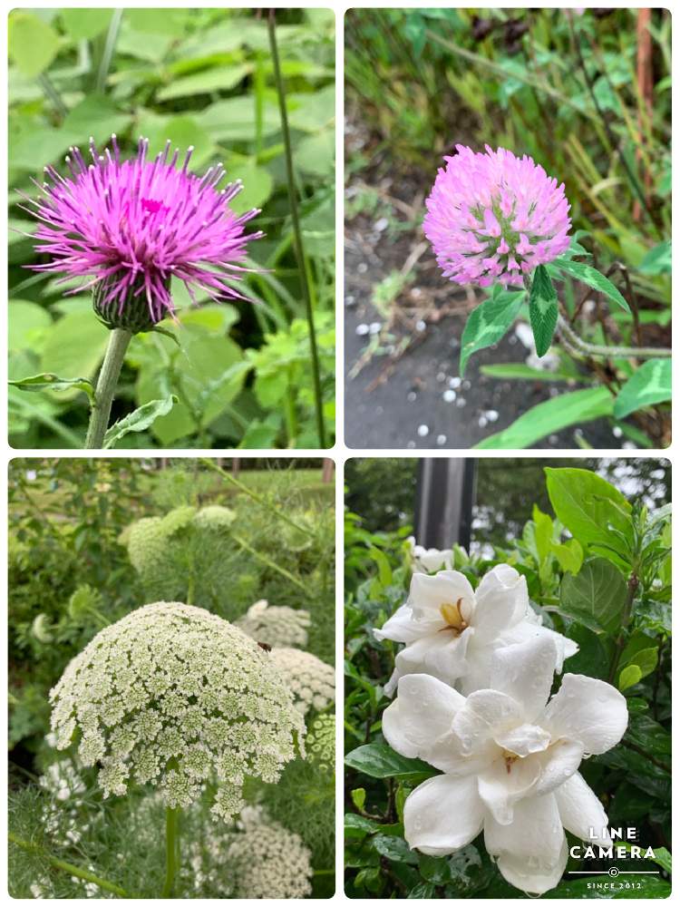 お出かけ先の画像 by ミント大好きさん | お出かけ先と野アザミの花とアカツメクサ シロツメクサと植中毒とクチナシ♡と珍奇植物と花のある暮らしと未知との遭遇と自然の力