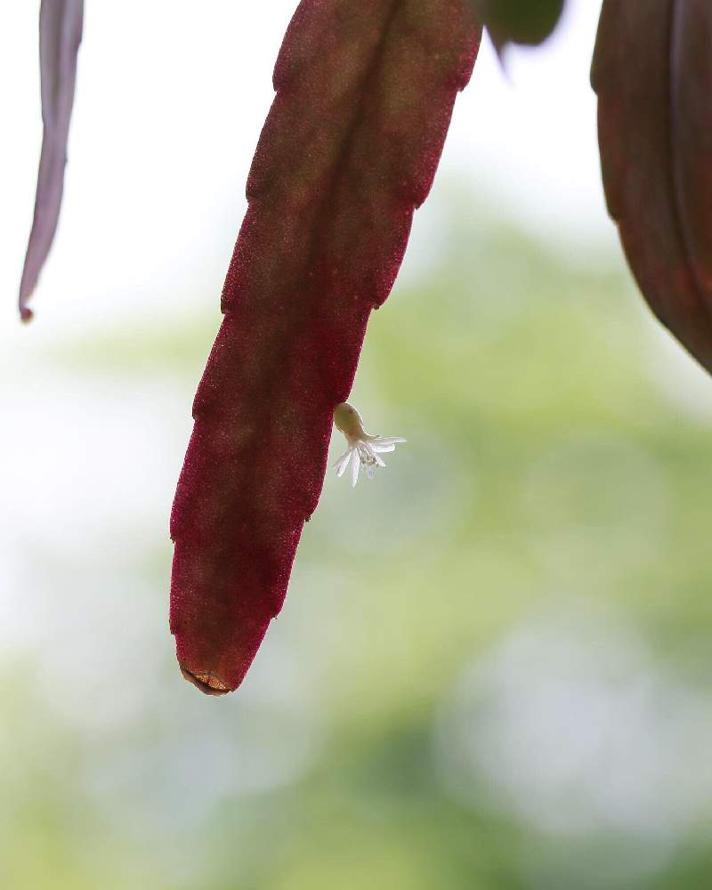 インテリアの画像 by jillさん | インテリアとサボテンとリプサリスラムローサと リプサリスと多肉植物とcactusとラムローサとGS映えとGS日和と今日の一枚とリプサリス属とinteriorgreenと珍奇植物とビザールプランツとsucculentとじるのサボテン