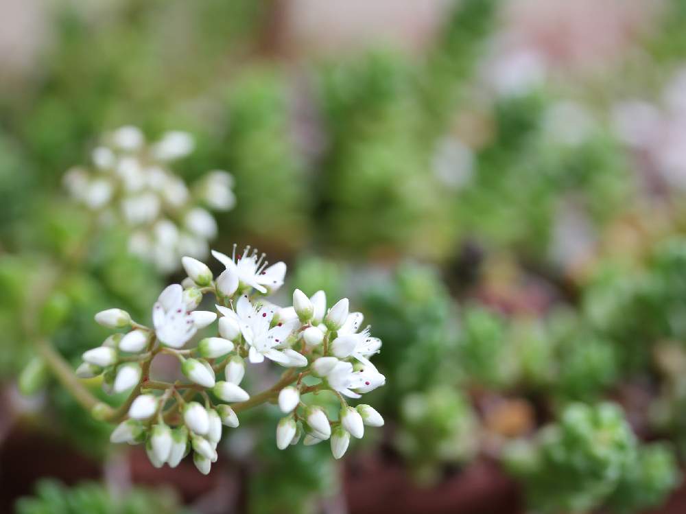 インテリアの画像 by jillさん | インテリアとセダムと多肉植物とじるのお花とお庭を彩るお花・樹木フォトコンとGS映えとGS日和とじるのお肉と今日の一枚とsucculent