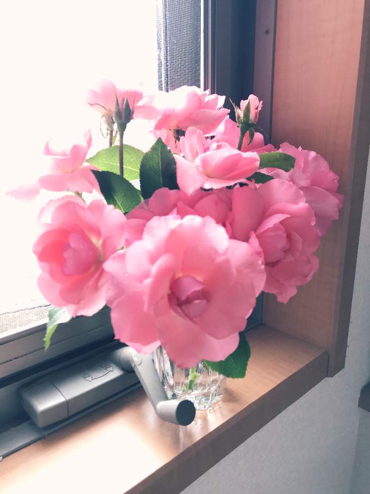 の画像 by ケーコさん | ジャルダン ドゥ フランス。とバラ・フロリバンダとバラの家と切り花で楽しむと新米ロザリアンとサーモンピンクの花とジャルダンドゥフランス 薔薇とバラ・ミニバラと切り花